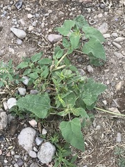 Proboscidea louisianica