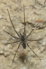 Nanocambridgea gracilipes