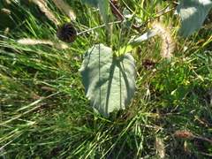 Callianthe pauciflora