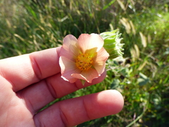 Callianthe pauciflora