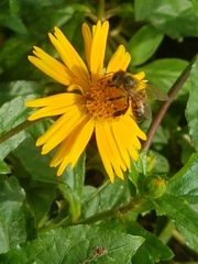 Apis mellifera