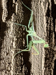Mantidae