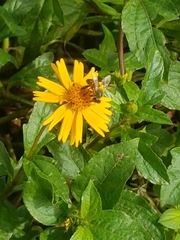 Apis mellifera
