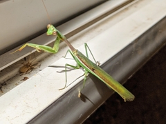 Mantidae