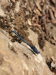 Argia anceps