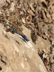 Argia anceps