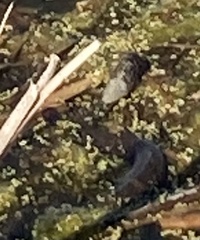 Nerodia sipedon sipedon