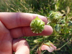 Callianthe pauciflora