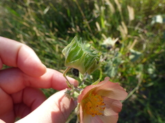 Callianthe pauciflora
