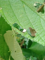 Micrathena saccata
