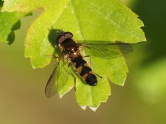 Meligramma triangulifera