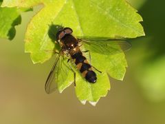 Meligramma triangulifera