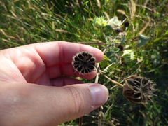 Callianthe pauciflora