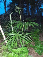 Syneilesis aconitifolia