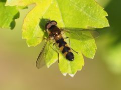 Meligramma triangulifera