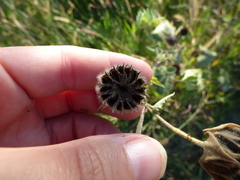 Callianthe pauciflora