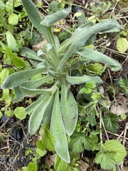 Silene coronaria