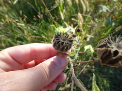 Callianthe pauciflora