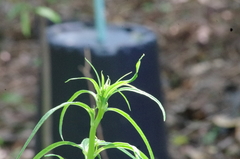 Syneilesis aconitifolia