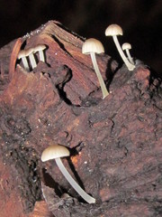 Mycena madronicola