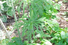 Syneilesis aconitifolia