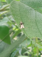 Micrathena saccata