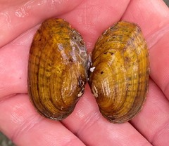 Cambarunio taeniatus