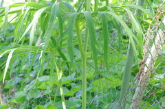 Syneilesis aconitifolia