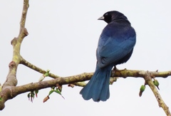 Molothrus bonariensis