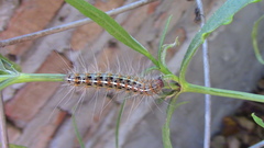 Paracles deserticola