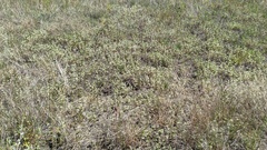 Acanthomintha ilicifolia