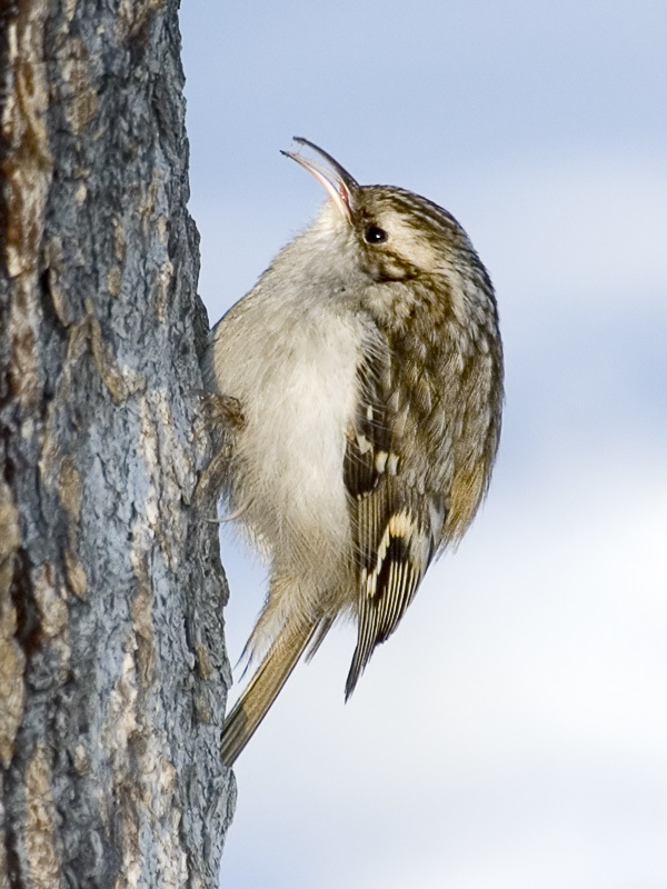 Typical Treecreepers