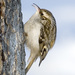 Typical Treecreepers - Photo (c) Sergey Yeliseev, some rights reserved (CC BY-NC-ND)