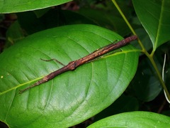 Planososibia subulussalama