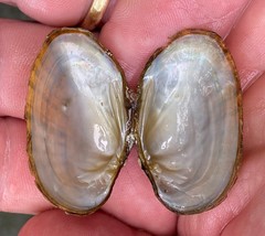 Cambarunio taeniatus