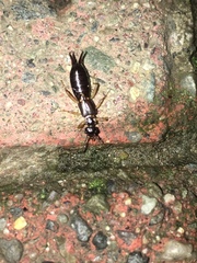 Dermaptera