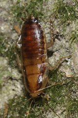 Celatoblatta undulivitta