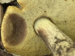 Leccinellum rugosiceps