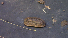 Phyllocaulis soleiformis