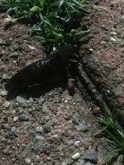 Gastropoda