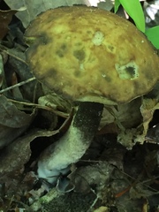 Leccinellum rugosiceps