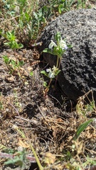 Acanthomintha ilicifolia