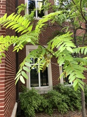 Magnoliopsida