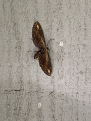 Eupithecia subapicata