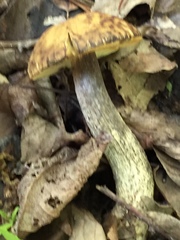Leccinellum rugosiceps