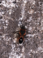 Lygaeus kalmii kalmii