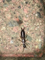 Dermaptera
