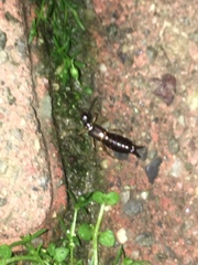 Dermaptera