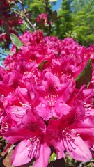 Rhododendron