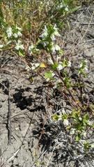 Acanthomintha ilicifolia